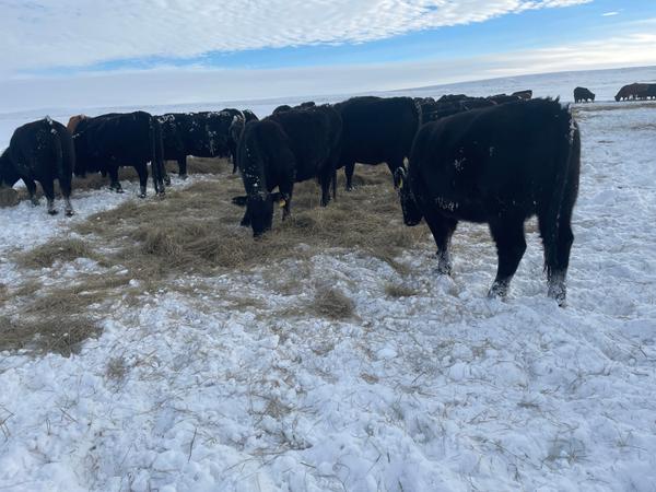 T Bar J Ranch