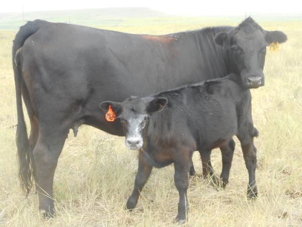 T Bar J Ranch