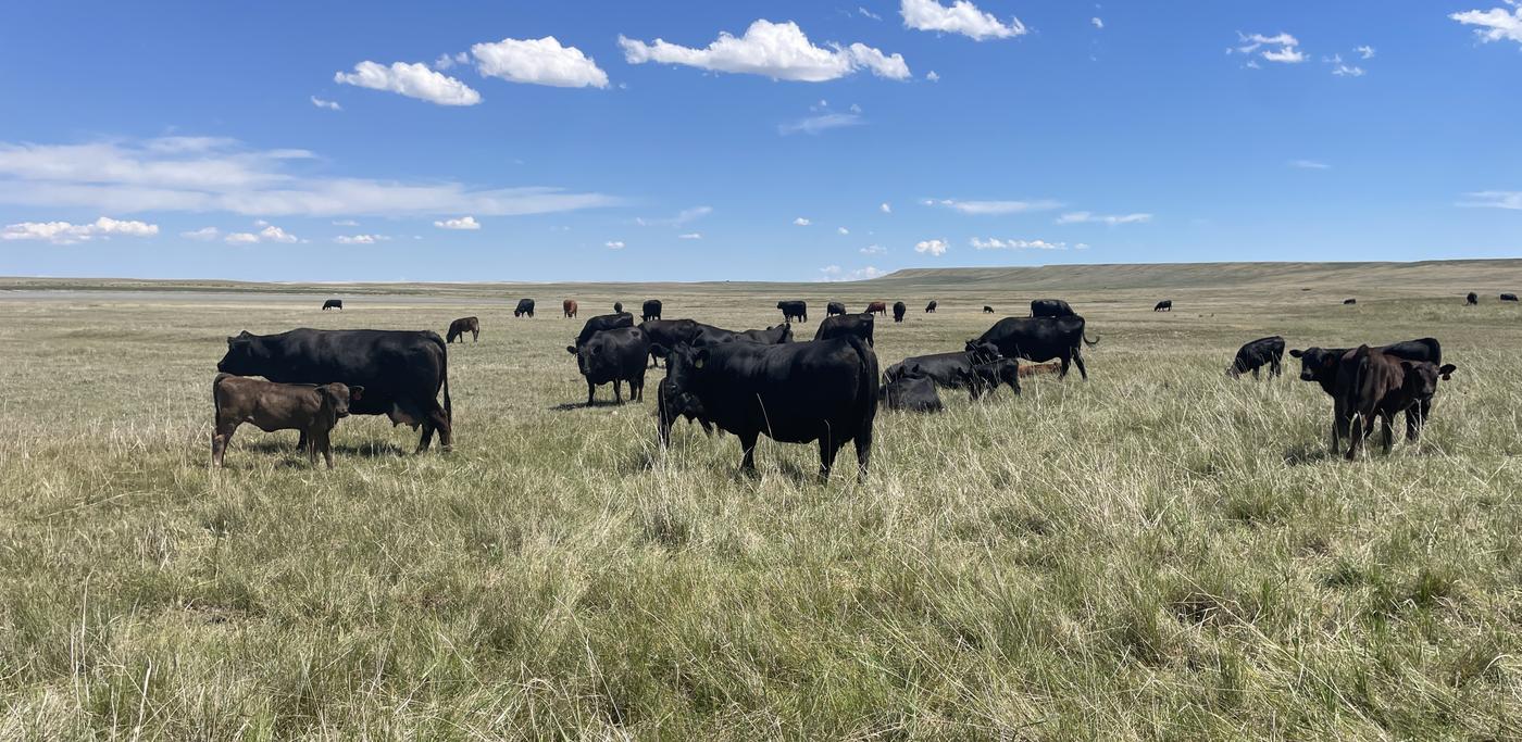 T Bar J Ranch
